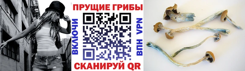 Галлюциногенные грибы прущие грибы  Наволоки 